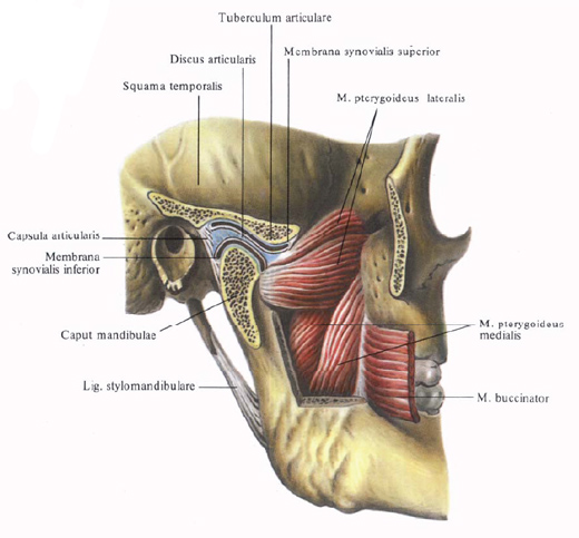Human Anatomy in Bildern Анатомия человека в картинках