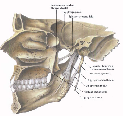 Human Anatomy in Bildern Анатомия человека в картинках