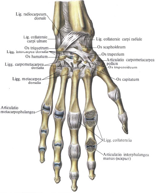 Human Anatomy in Bildern Анатомия человека в картинках