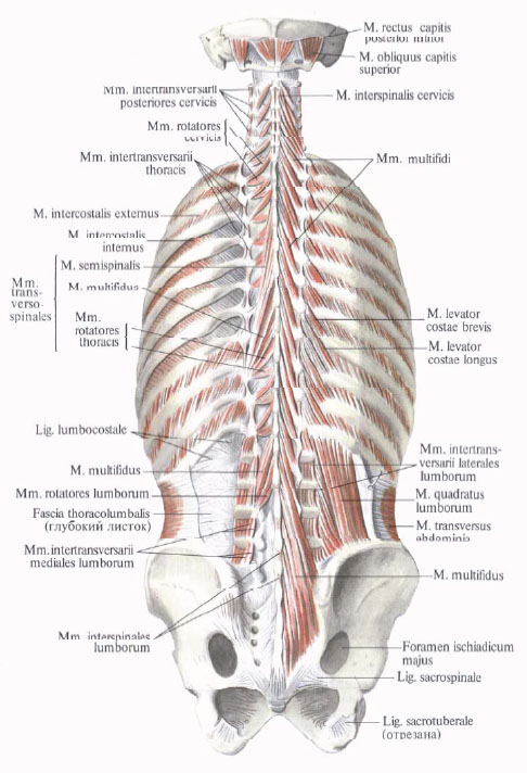 Human Anatomy in Bildern Анатомия человека в картинках