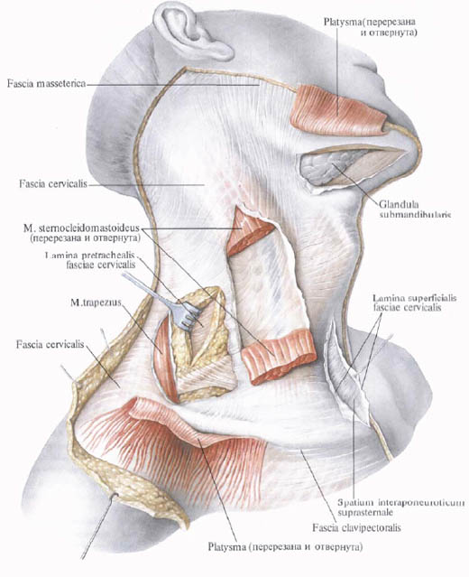 Human Anatomy in Bildern Анатомия человека в картинках