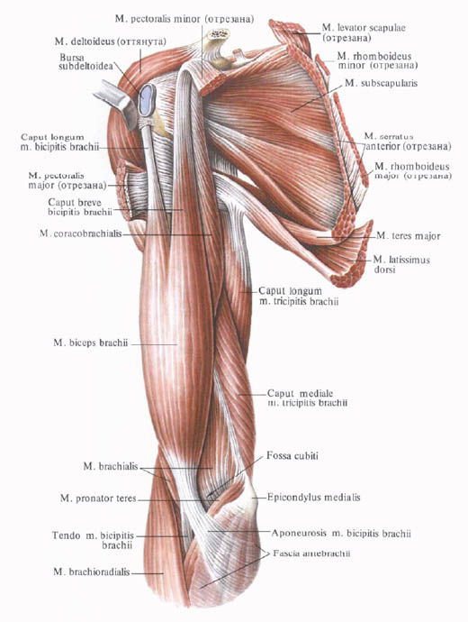 Human Anatomy in Bildern Анатомия человека в картинках