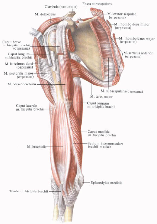Human Anatomy in Bildern Анатомия человека в картинках