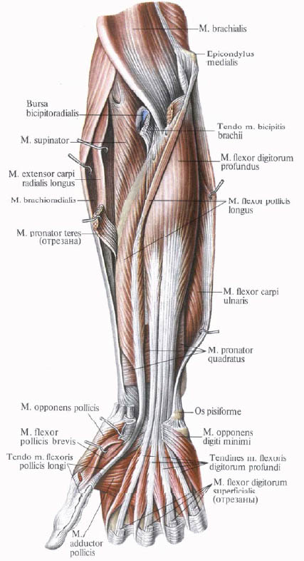 Human Anatomy in Bildern Анатомия человека в картинках