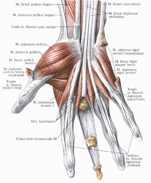 Human Anatomy in Bildern Анатомия человека в картинках
