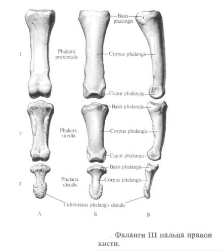 Knochen von Fingern (Phalanx)