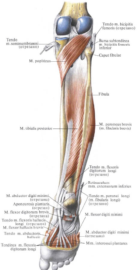 Human Anatomy in Bildern Анатомия человека в картинках