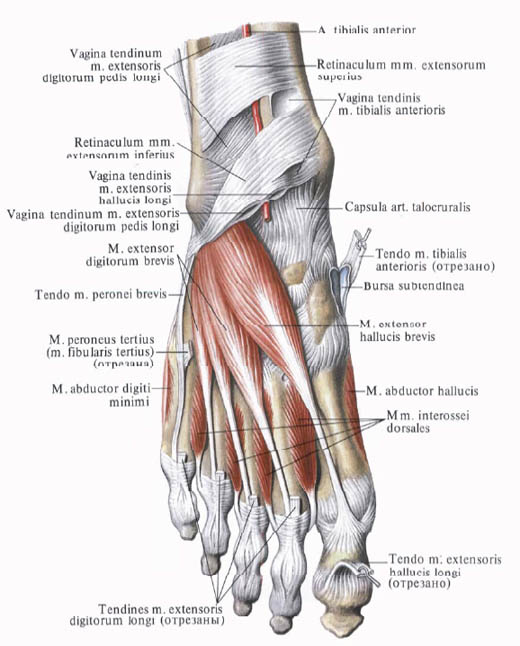 Human Anatomy in Bildern Анатомия человека в картинках