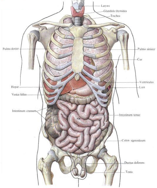 innere Organe