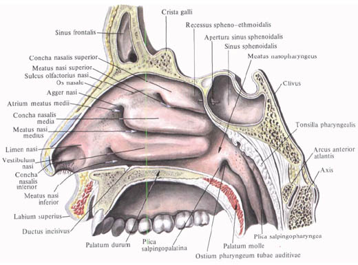 Nasal Shram kiev ua Nasal Shram kiev ua