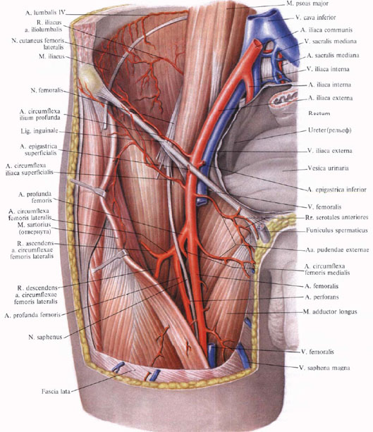 Human Anatomy in Bildern Анатомия человека в картинках