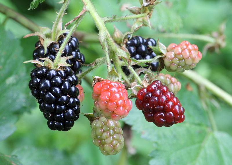 Blackberry - Vorteile von Beeren Ежевика - Польза разных ягод