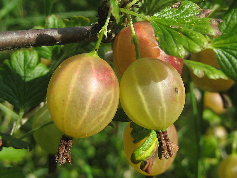 Stachelbeeren - Vorteile von Beeren Крыжовник - Польза разных ягод