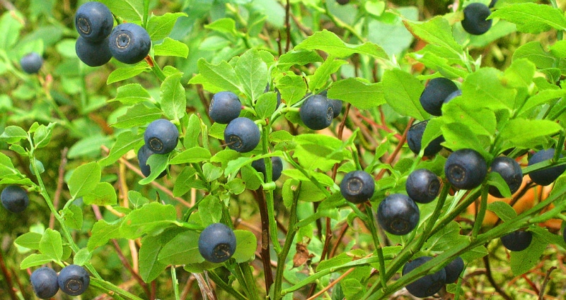 Heidelbeere - Vorteile von Beeren Черника - Польза разных ягод