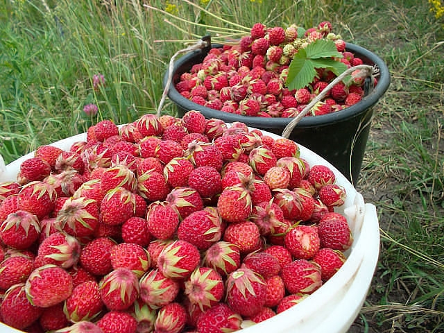 Erdbeeren - Vorteile von Beeren Клубника - Польза разных ягод