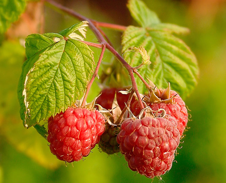 Himbeere - Vorteile von Beeren Малина - Польза разных ягод