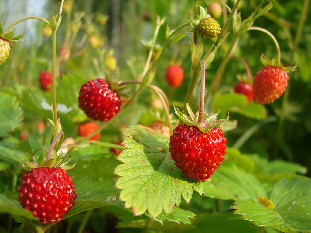 Erdbeeren - Vorteile von Beeren Земляника - Польза разных ягод