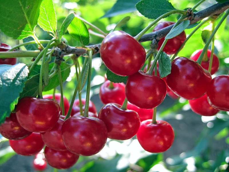 Kirsche - Vorteile von Beeren Вишня - Польза разных ягод