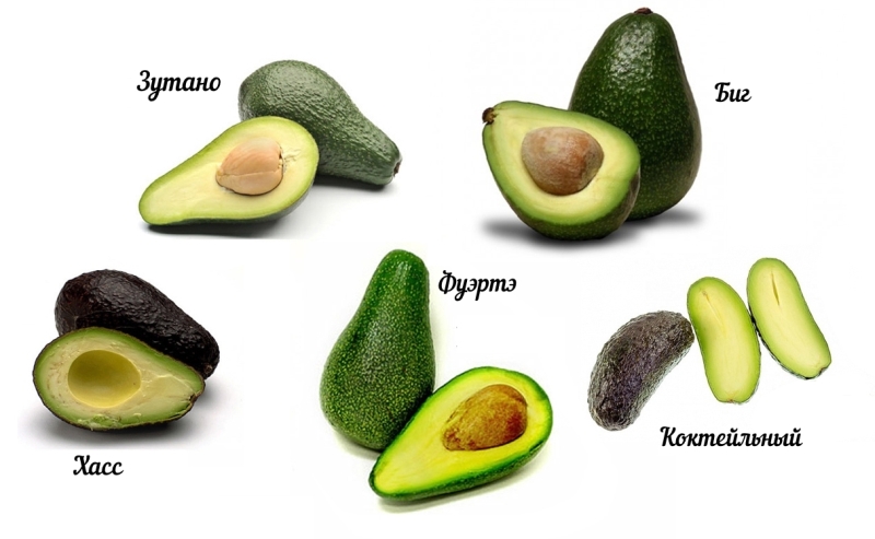 Avocados - Essen jeden Tag Авокадо - Продукты на каждый день