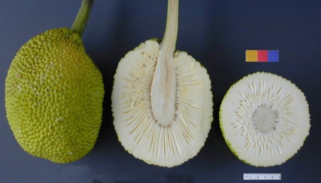 Brotfrucht - Exotische Früchte aus der ganzen Welt, von denen Sie noch nichts gehört haben Хлебное дерево - Экзотические фрукты со всего света, о которых вы не слышали