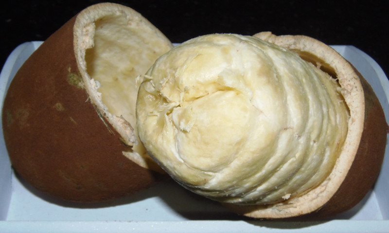 Kupuasu - Exotische Früchte aus aller Welt, von denen Sie noch nichts gehört haben КупуасуЭкзотические фрукты со всего света, о которых вы не слышали