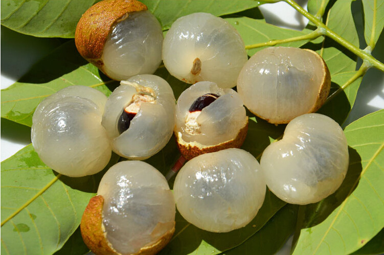 Longan - Exotische Früchte aus aller Welt, von denen Sie noch nichts gehört haben Лонган - Экзотические фрукты со всего света, о которых вы не слышали