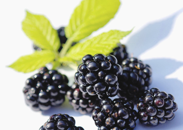 Blackberry - Top Früchte mit dem höchsten und niedrigen Zuckergehalt ежевика - Фрукты и сахар в них