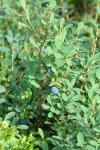 Голубика обыкновенная - Vaccinium uliginosum