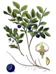 Черника обыкновенная – Vaccinium myrtillus