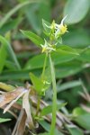 Галения рогатая – Halenia corniculata L.