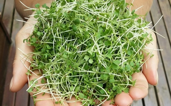 Microgreen: Rentabilität und praktische Tipps für Landwirte Микрозелень