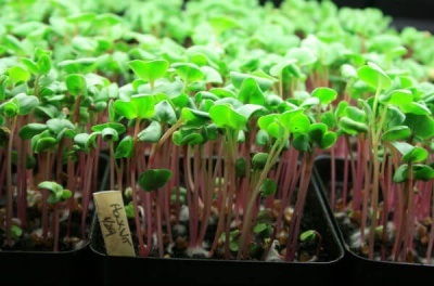 Microgreen: Rentabilität und praktische Tipps für Landwirte Микрозелень