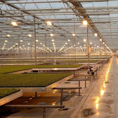 Microgreen: Rentabilität und praktische Tipps für Landwirte Микрозелень