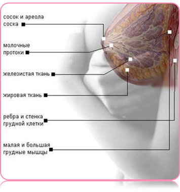 Anatomie der Brustmuskeln