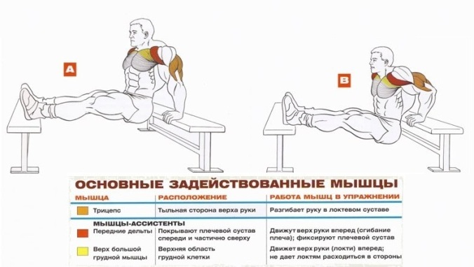 Liegestütze von der Bank - Übungen für den Aufbau von starken Trizeps Отжимания от скамьи - Упражнения для трицепсов