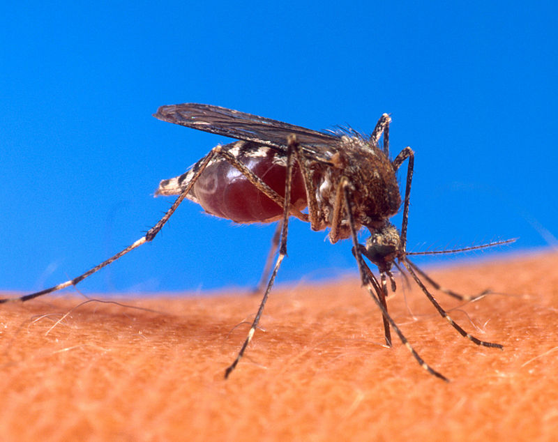 Mosquito - Wie man erkennt, welches Insekt dich gebissen hat Комар - Чей это укус?
