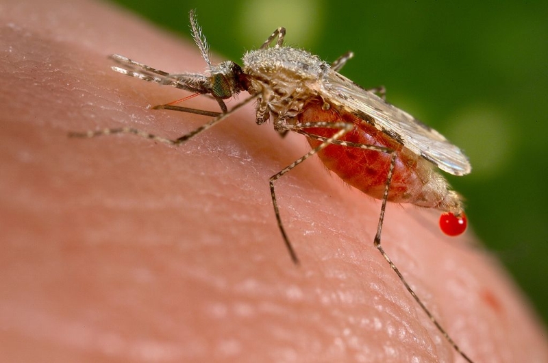 Mosquito - Wie man erkennt, welches Insekt dich gebissen hat Комар - Чей это укус?