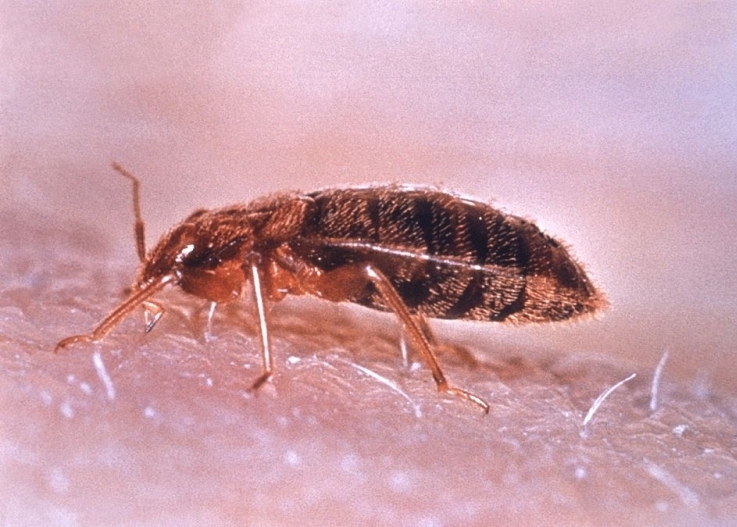 Bug - Wie man erkennt, welches Insekt Sie gebissen hat Клоп - Чей это укус?