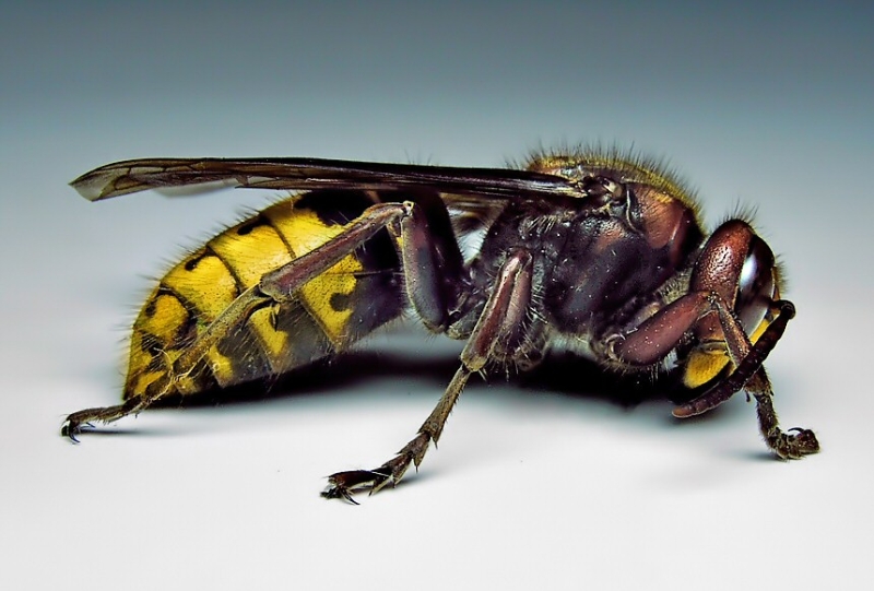 Hornet - Wie man erkennt, welches Insekt dich gebissen hat Шершень - Чей это укус?
