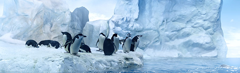 Google Sanktionen und Filter für Websites Пингвин (Penguin) фильтр Google