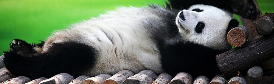 Google Sanktionen und Filter für Websites Панда (Panda) фильтр Google