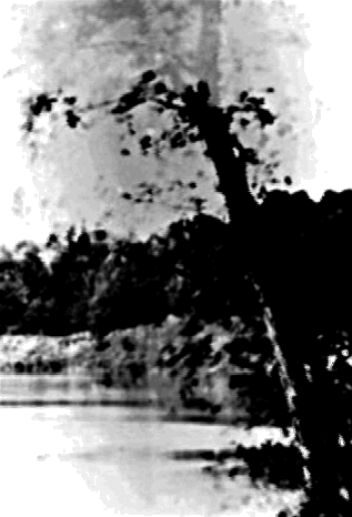 Als wären sie aus einer anderen Zeit. In der rechten Ecke des Fotos - Baum mit Oblomow Spitze (Abbildung 1).
