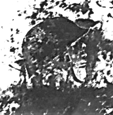 In einem anderen Bild am selben Tag eingenommen wird, kann der Kopf in den Gräben Soldaten (Bild 2) sitzen sehen.