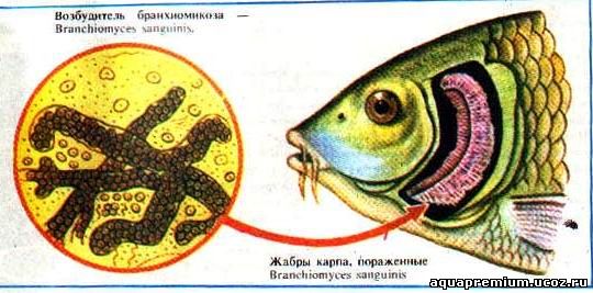 Fischkrankheit