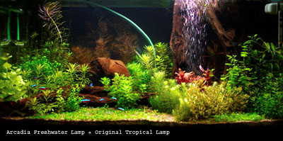 25_Freshwater + Tropical