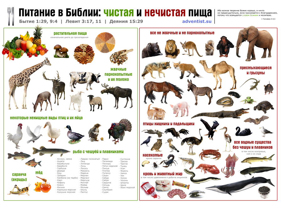 Der Unterschied zwischen sauberen und unreinen Tieren Чистые и нечистые животные