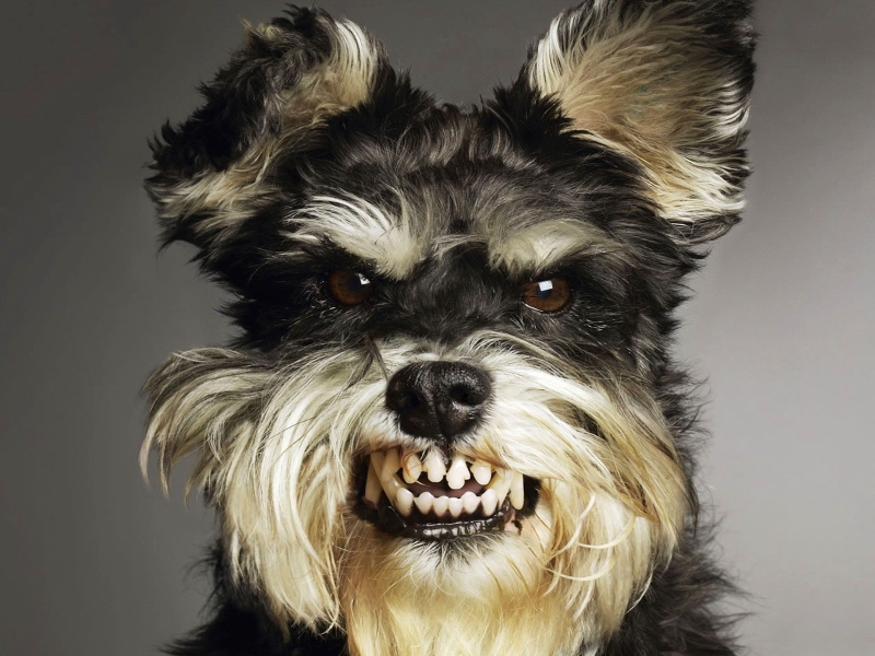 Techniken, die Sie retten, wenn Sie von einem tollwütigen Hund angegriffen werden. Denken Sie ein für alle Mal! Приемы при нападении бешеного пса