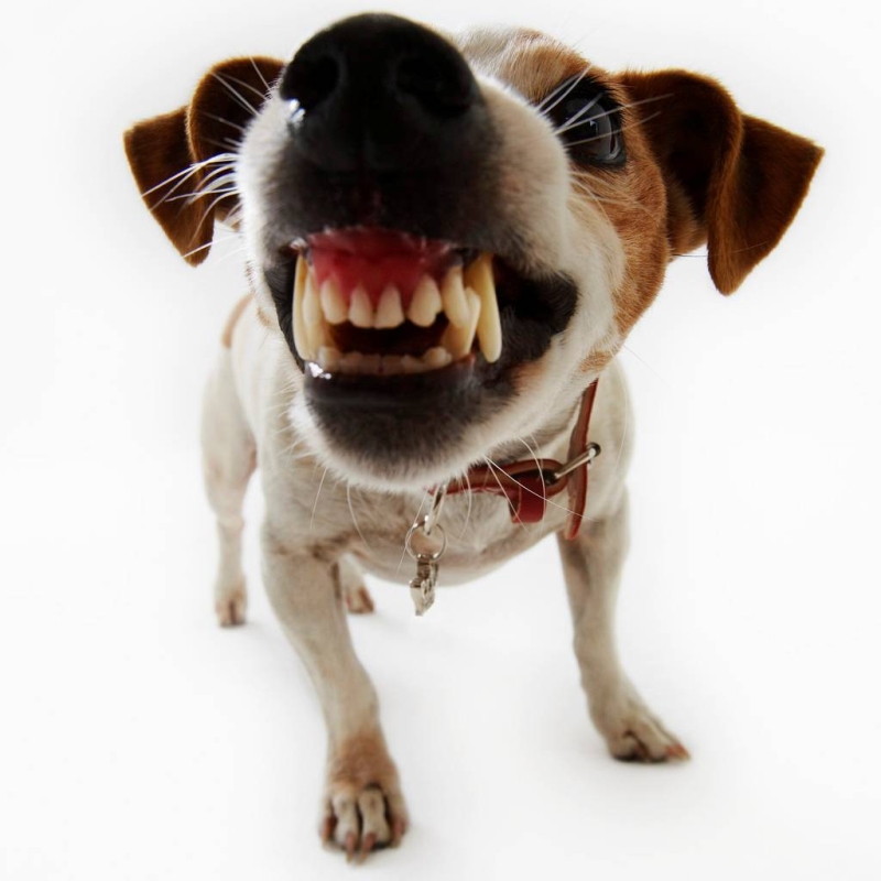 Techniken, die Sie retten, wenn Sie von einem tollwütigen Hund angegriffen werden. Denken Sie ein für alle Mal! Приемы при нападении бешеного пса