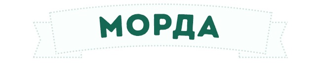 Hund Maulkorb Морда собаки