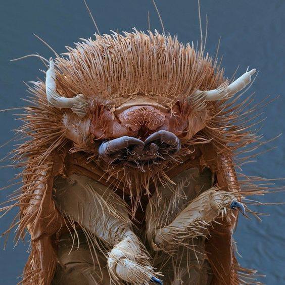 Личинка жука - Мафия микромира